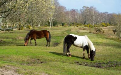 Child in serious condition after being kicked by pony in New Forest