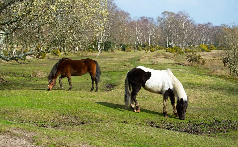 Child in serious condition after being kicked by pony in New Forest