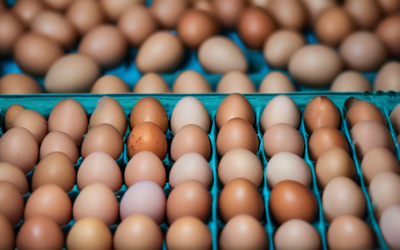 Poultry firm recalls nearly 1.6 million dozen eggs over potential salmonella, US FDA says